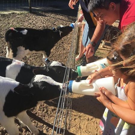 מרגרט ריבר Sunflowers Animal Farm & Farmstay מראה חיצוני תמונה