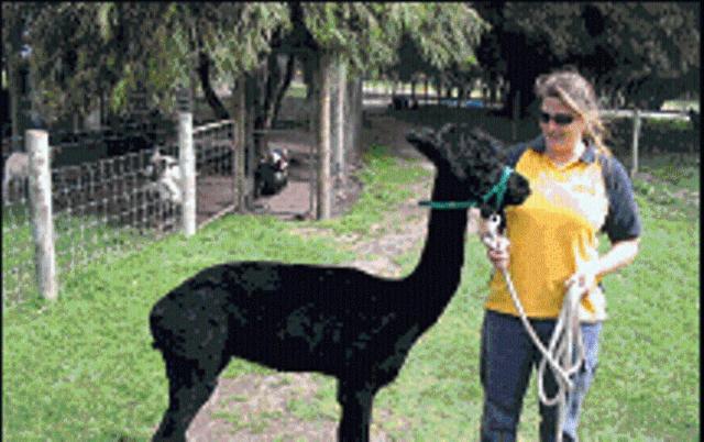 מרגרט ריבר Sunflowers Animal Farm & Farmstay מראה חיצוני תמונה