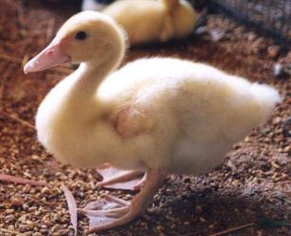 מרגרט ריבר Sunflowers Animal Farm & Farmstay מראה חיצוני תמונה
